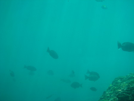 透過度10m@足摺海底館