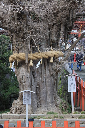 大銀杏の根元@鶴岡八幡宮