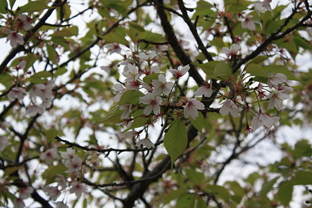 大島桜@鶴岡八幡宮