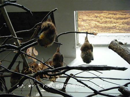 DSCF2865_pa