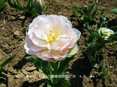 DSCF8036_pa