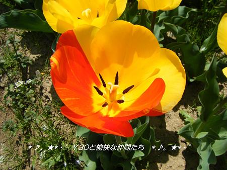 DSCF8001_pa