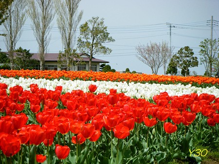 DSCF6555_P