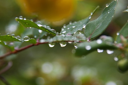 雨の滴(2)　コロコロ (^^) ♪