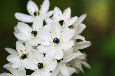 可憐に！　　　黒星大甘菜