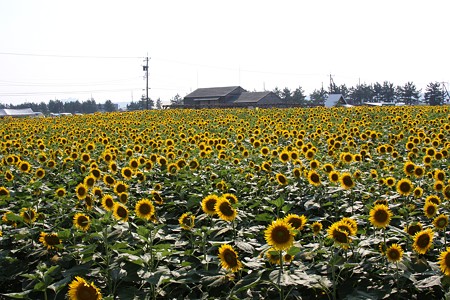 ひまわり村　35万本のひまわり。360度植えられています。(*^^)v