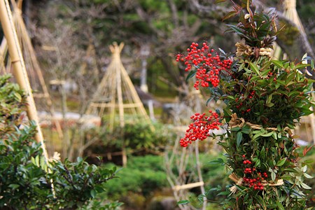 兼六園　南天と雪つり