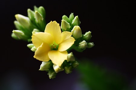 我が家のカランコエ開花　レンズの絞り羽のように！