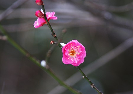 紅梅がほころぶ　　尾山神社で　ちょっとだけ雪が！