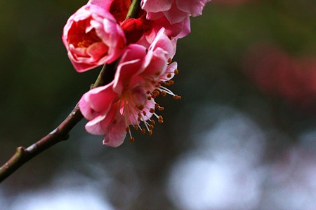 紅梅　横顔！