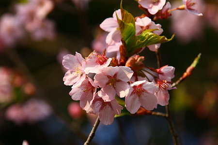 修善寺寒桜