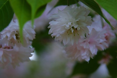 善正寺菊桜