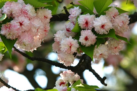 兼六園菊桜(1)