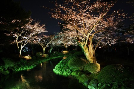 兼六園・桜ライトアップ（花見橋より）