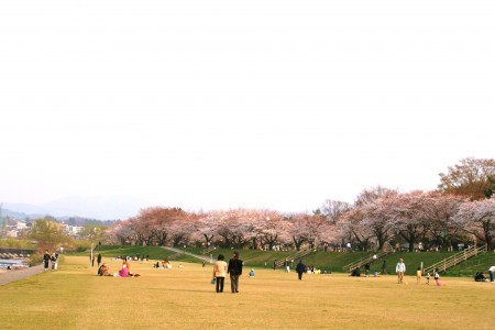 犀川の桜(3)