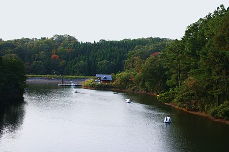 森林公園の池とボート