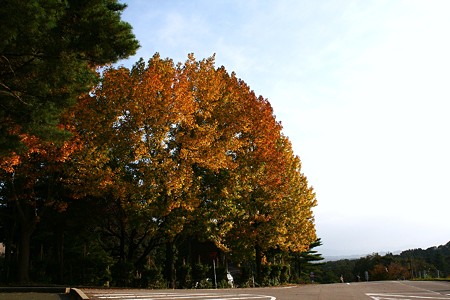 モミジバフウの紅葉(2)　森林公園