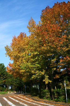 モミジバフウの紅葉(1) 　森林公園