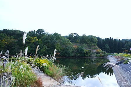 ススキとセイタカアワダチソウ　森林公園　池