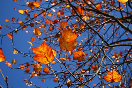 ユリノキの紅葉　青空を見上げれば！