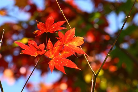 もみじの紅葉