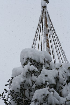 今朝の雪