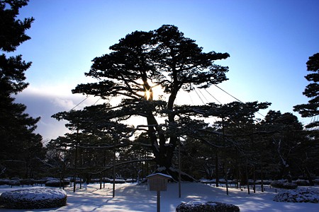 雪の兼六園・根上松　木の真ん中から太陽!