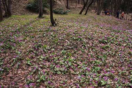 カタクリの群生地　平栗いこいの森