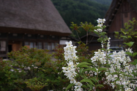 白い花（ウツギ）と合掌造り　　白川郷　初夏の装い (＠＾＾＠）