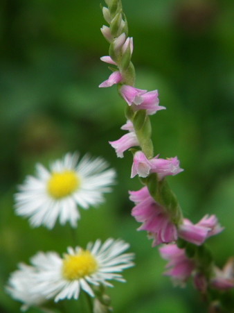 DSCF0059