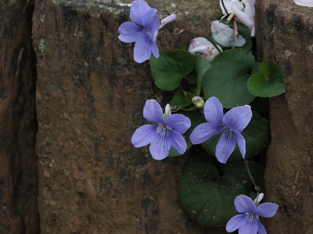 DSCF0435