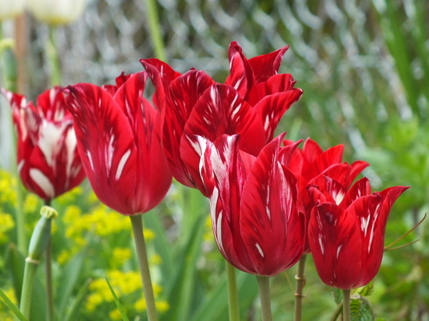 DSCF0291