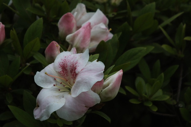 DSCF0424
