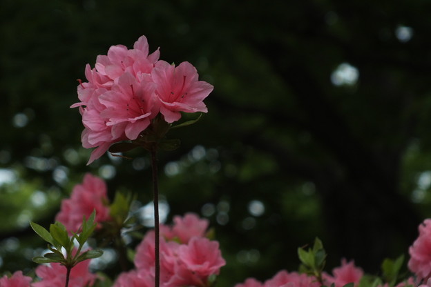 DSCF0005
