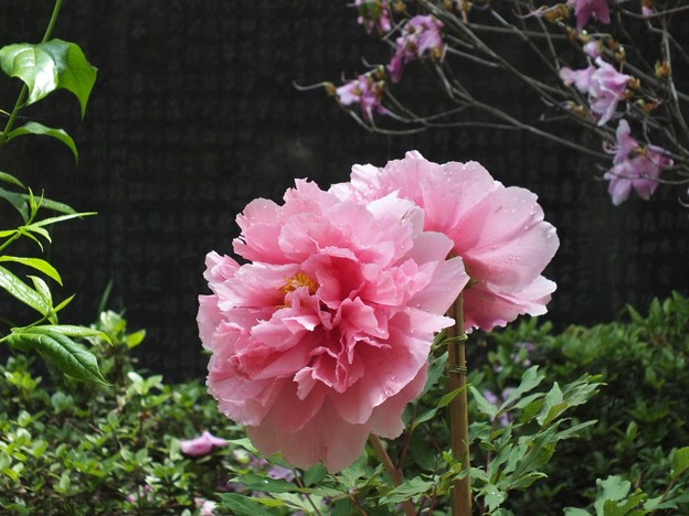 DSCF0025