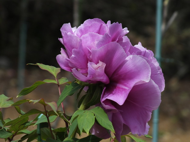 DSCF0438