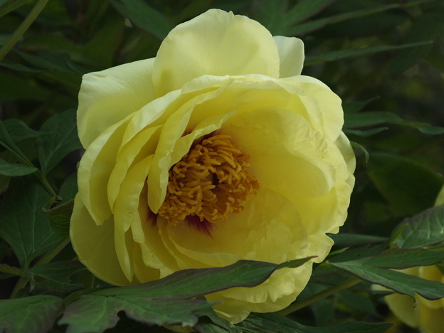 DSCF0860
