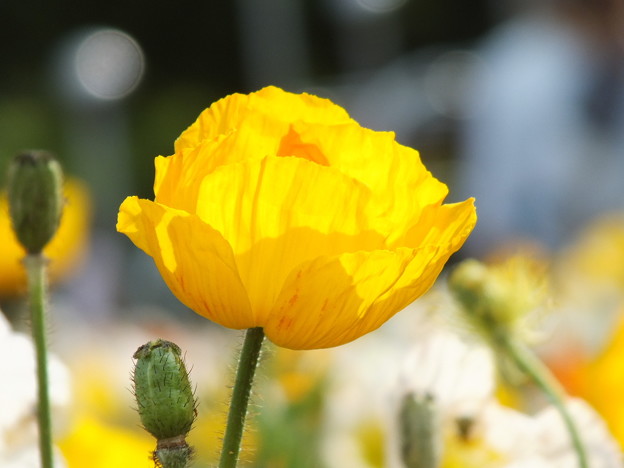 DSCF0728