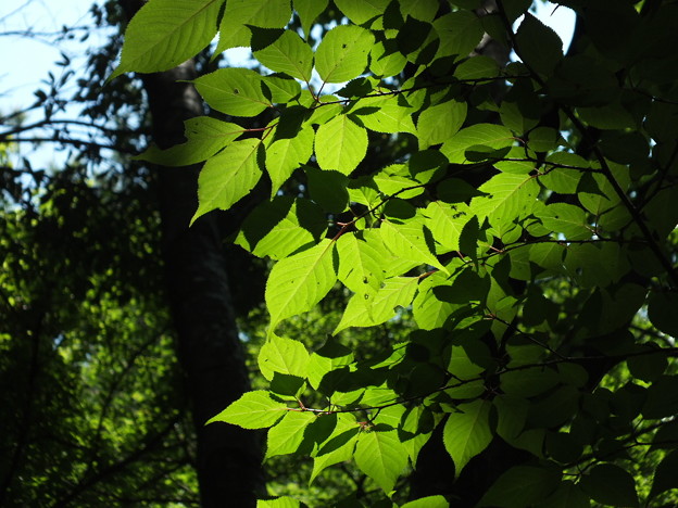 DSCF0031