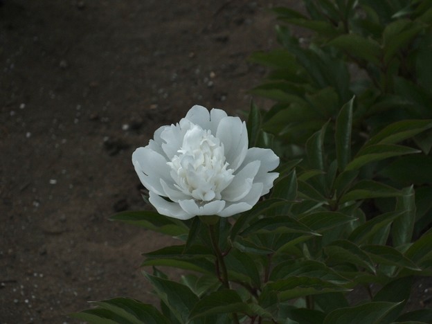DSCF0217