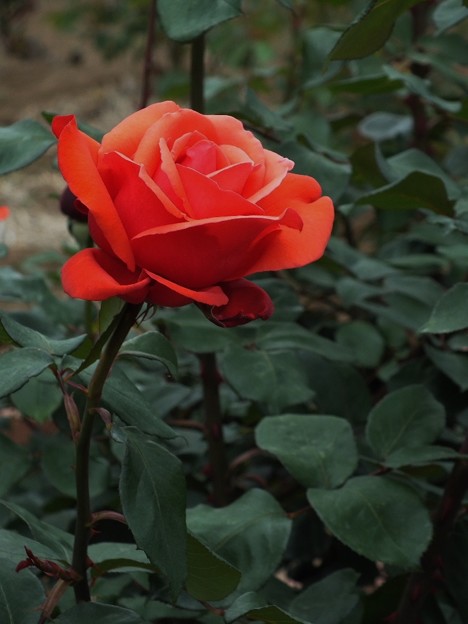 DSCF0116