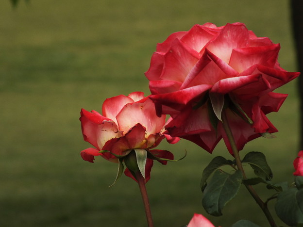 DSCF0315