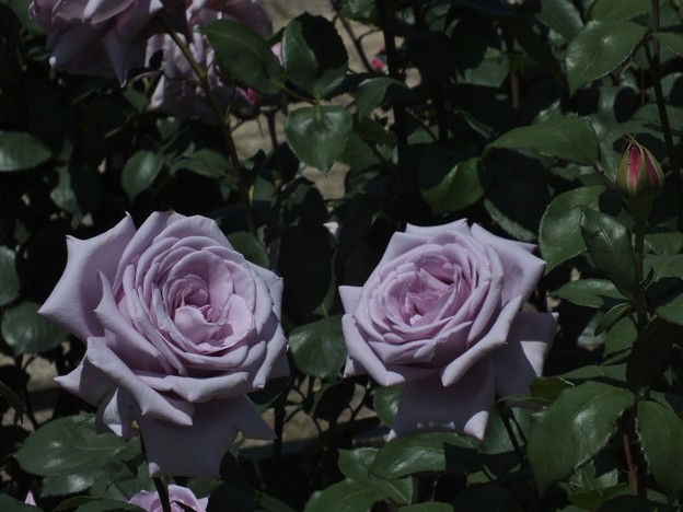 DSCF0169