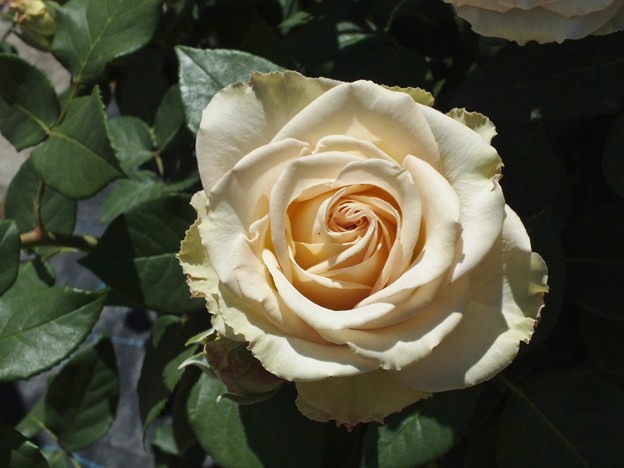 DSCF0365