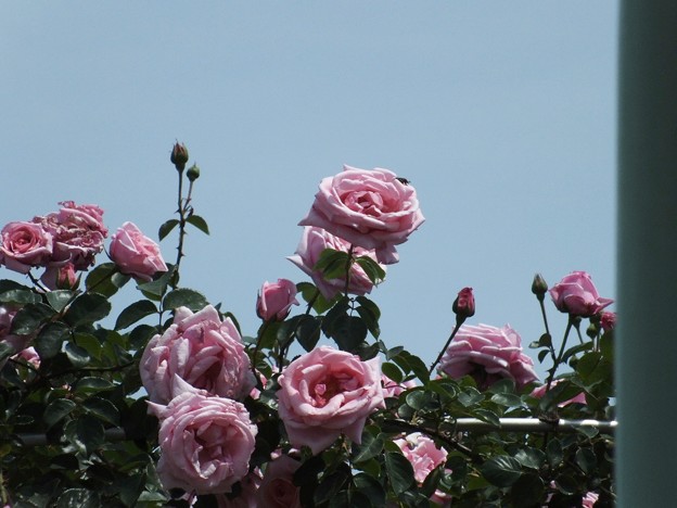 DSCF0369