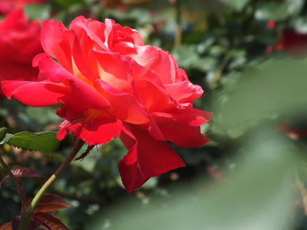 DSCF0416