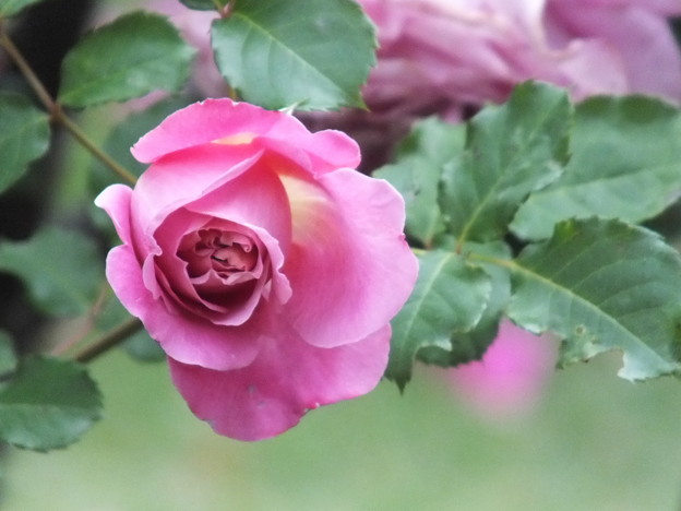 DSCF0295