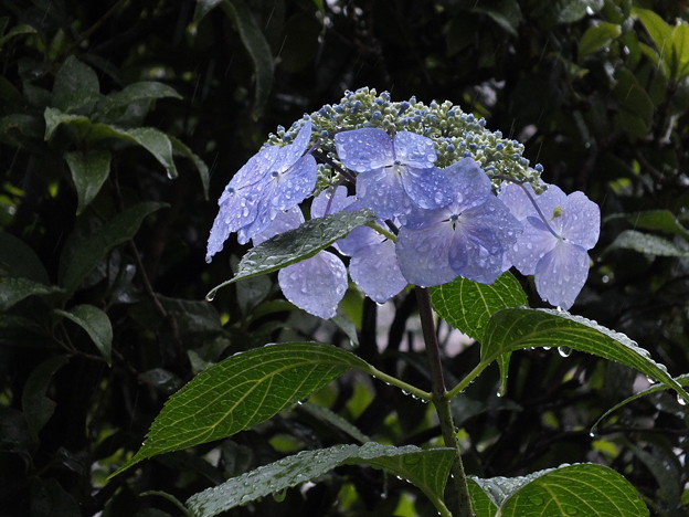 DSCF0138