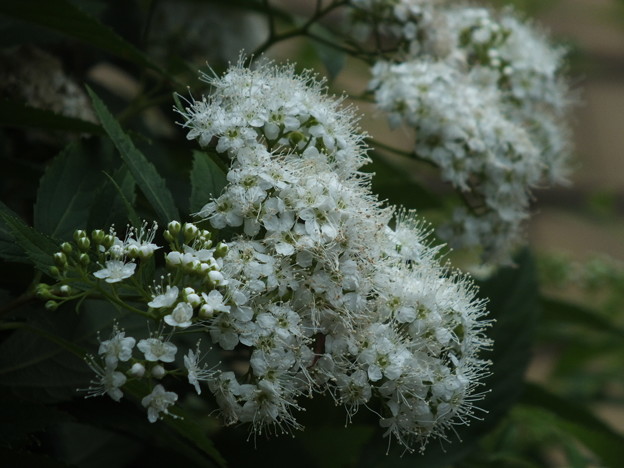 DSCF0729