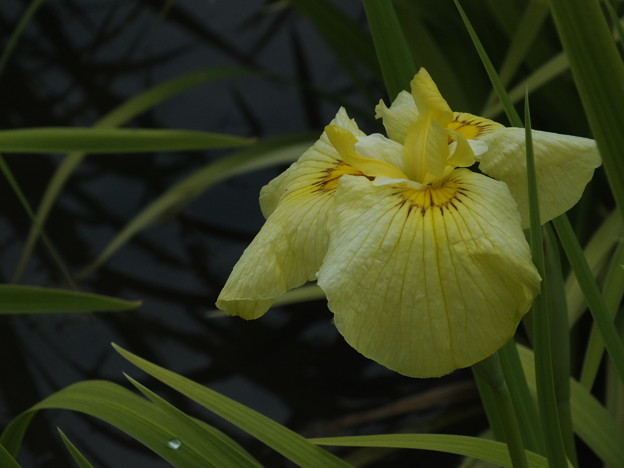 DSCF0694